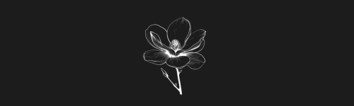 Magnolia brush stroke preview from Flower Stamps Vol.1 for Procreate