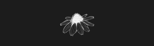 Echinacea brush stroke preview from Flower Stamps Vol.3 for Procreate