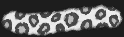 Leopard 2 brush stroke preview from Fur Brushes for Procreate
