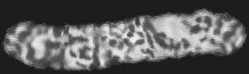 Leopard 4 brush stroke preview from Fur Brushes for Procreate