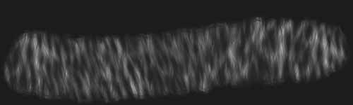 Fluffy Fur 2 brush stroke preview from Fur Brushes for Procreate